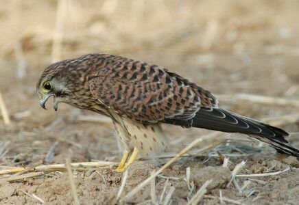 vergr&ouml;&szlig;ern