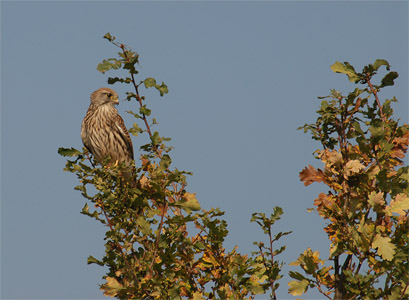 vergr&ouml;&szlig;ern