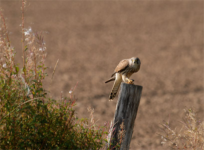 vergr&ouml;&szlig;ern