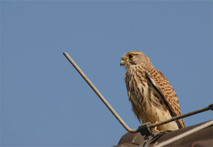 vergr&ouml;&szlig;ern