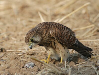 vergr&ouml;&szlig;ern