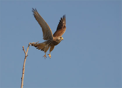 vergr&ouml;&szlig;ern