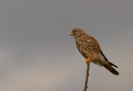 vergr&ouml;&szlig;ern