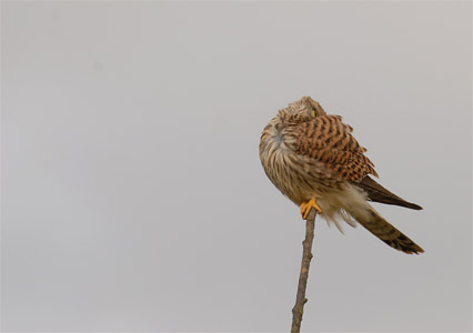 vergr&ouml;&szlig;ern