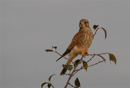 vergr&ouml;&szlig;ern