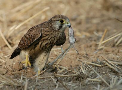 vergr&ouml;&szlig;ern