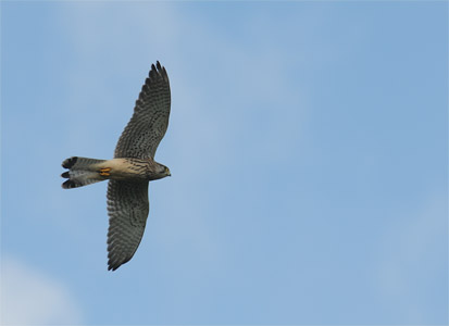 vergr&ouml;&szlig;ern