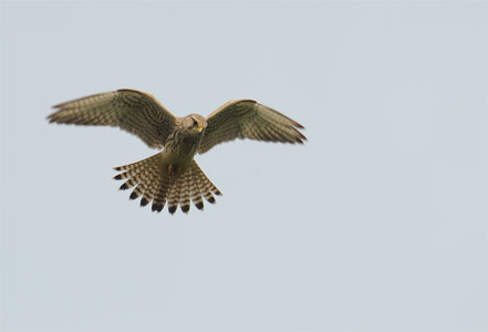 vergr&ouml;&szlig;ern