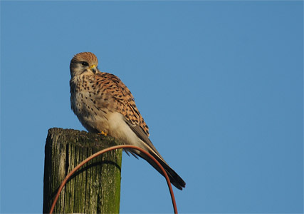 vergr&ouml;&szlig;ern