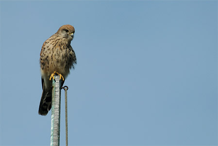 vergr&ouml;&szlig;ern