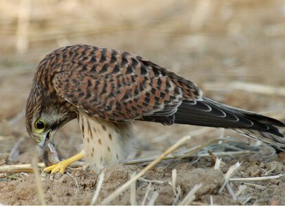 vergr&ouml;&szlig;ern