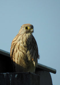 vergr&ouml;&szlig;ern