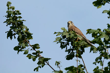 vergr&ouml;&szlig;ern