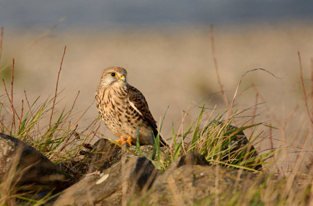 vergr&ouml;&szlig;ern