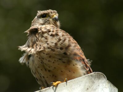 vergr&ouml;&szlig;ern