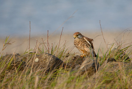 vergr&ouml;&szlig;ern