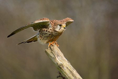 vergr&ouml;&szlig;ern