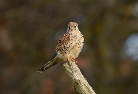 vergr&ouml;&szlig;ern