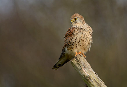 vergr&ouml;&szlig;ern