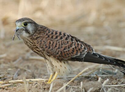 vergr&ouml;&szlig;ern