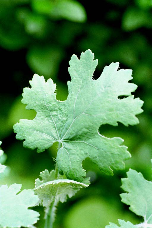 Federmohn (Macleaya cordata)