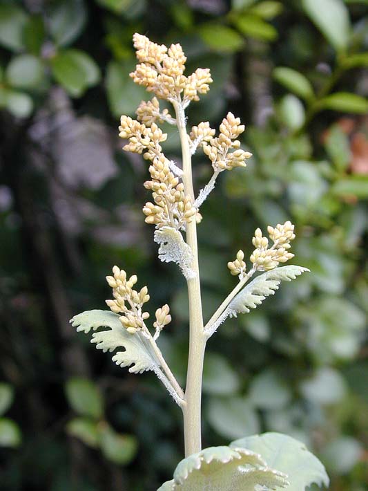 Federmohn (Macleaya cordata)