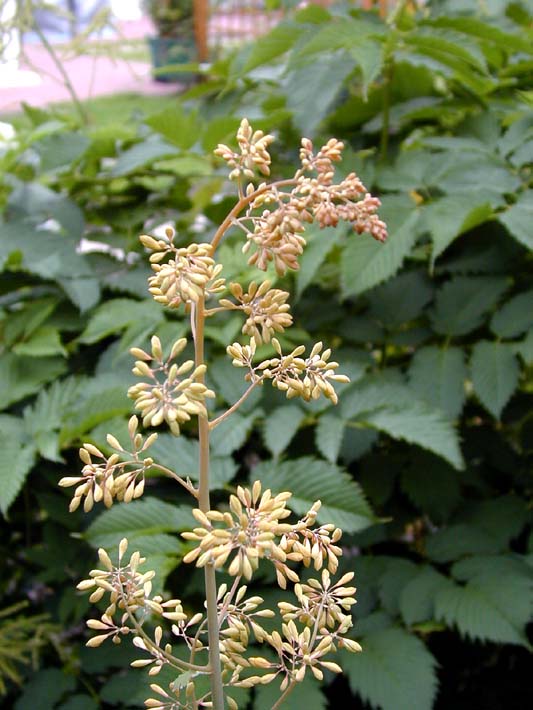 Federmohn (Macleaya cordata)