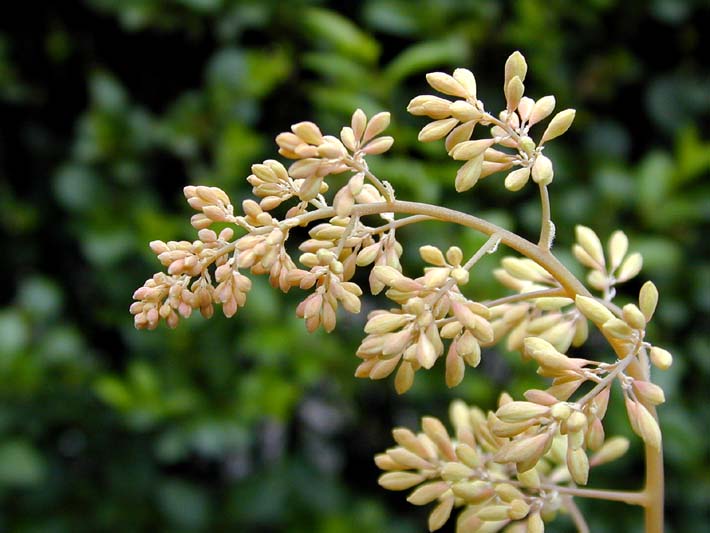 Federmohn (Macleaya cordata)