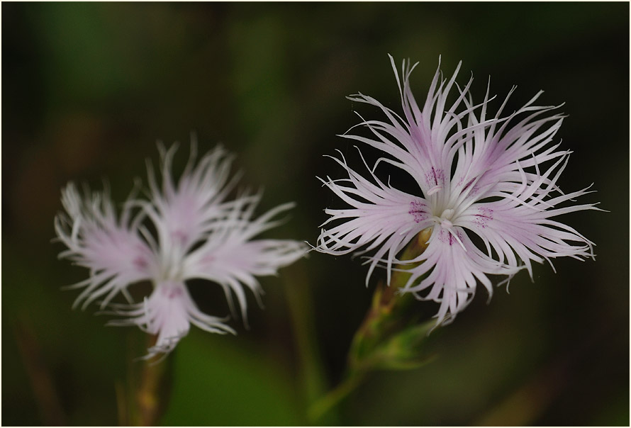 Federnelke (Dianthus plumarius)