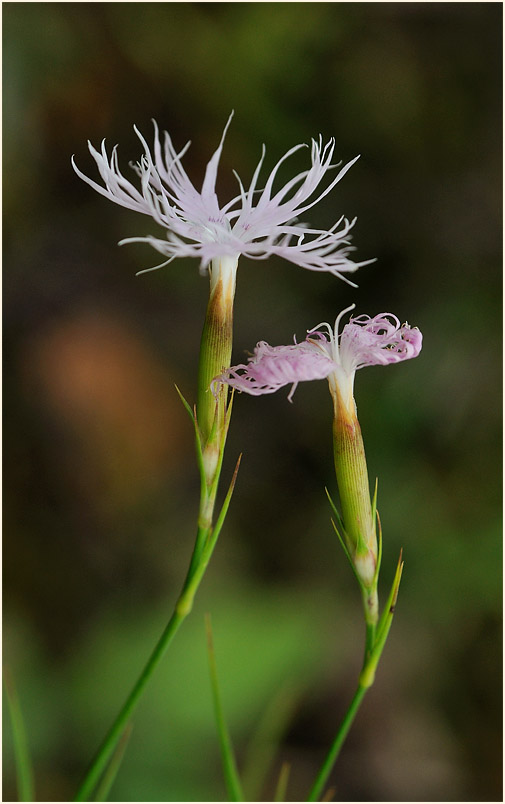 Federnelke (Dianthus plumarius)