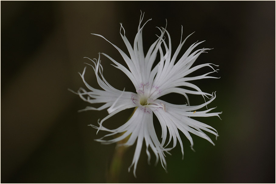 Federnelke (Dianthus plumarius)