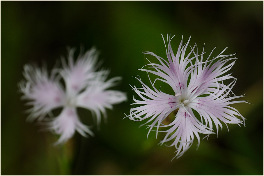 Federnelke (Dianthus plumarius)