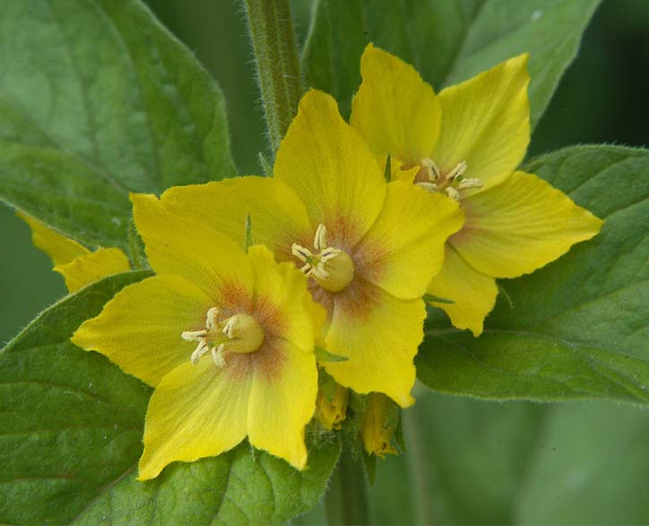 Felberich (Lysimachia)