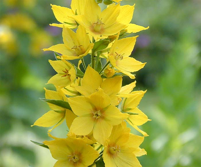 Felberich (Lysimachia)
