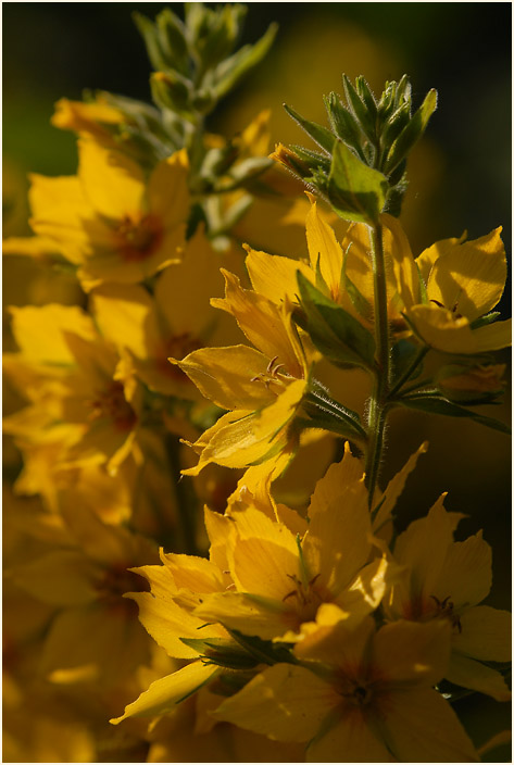 Felberich (Lysimachia)