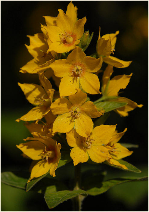 Felberich (Lysimachia)