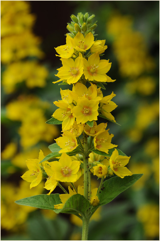 Felberich (Lysimachia)