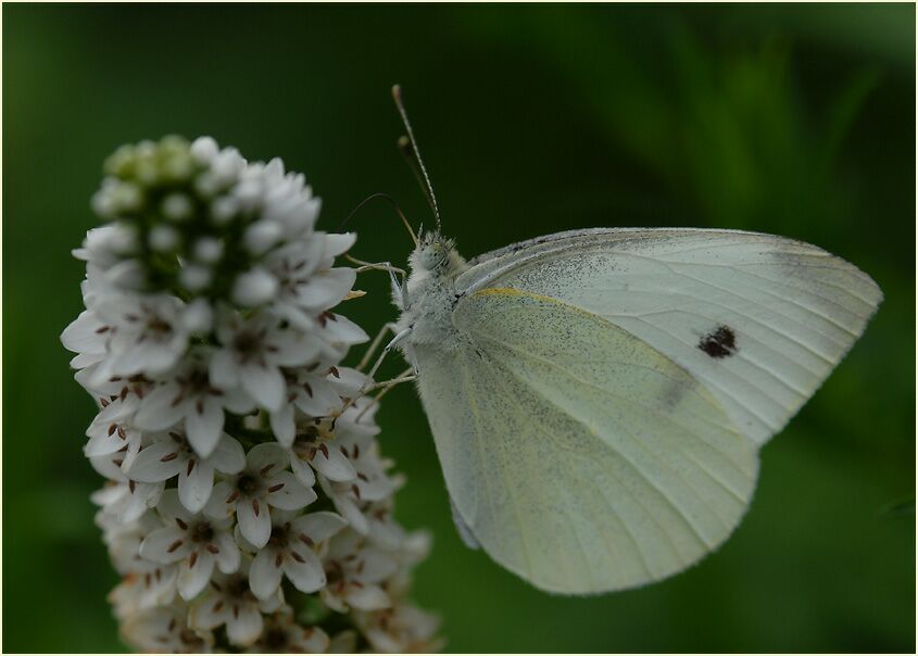 Kohlweißling am Schneefelberich (Lysimachia clethroides)