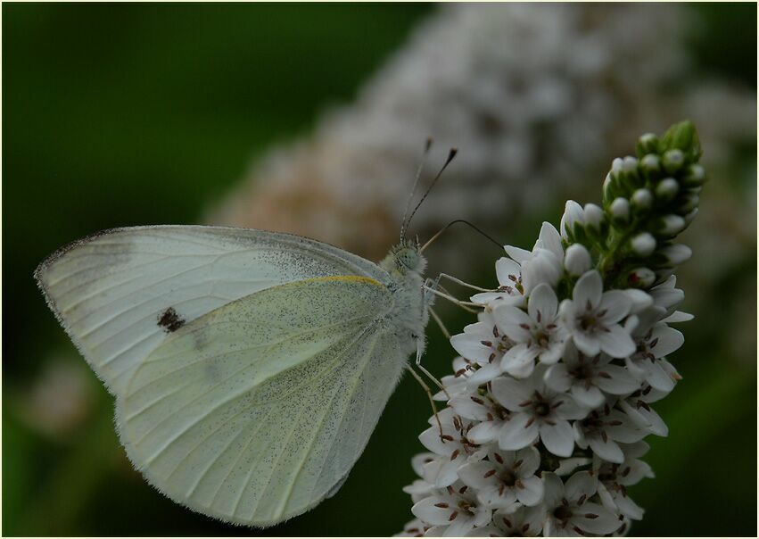 Kohlweissling am Schneefelberich (Lysimachia clethroides)