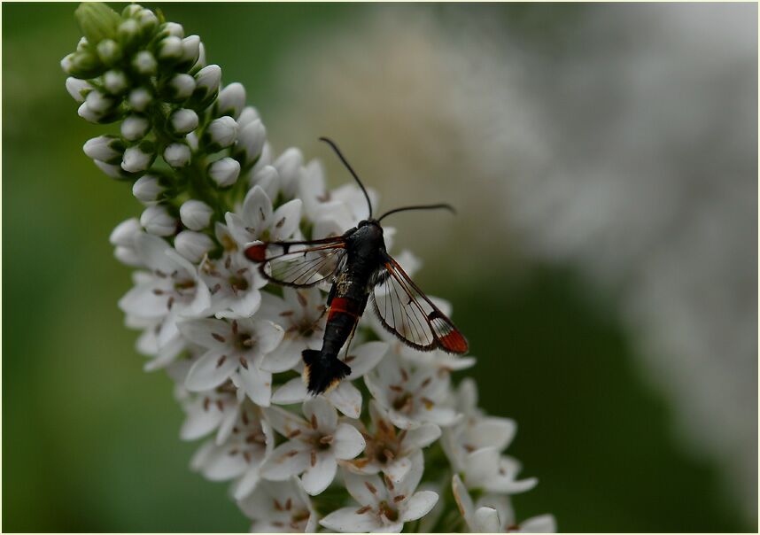 Glasflügler am Schneefelberich (Lysimachia clethroides)