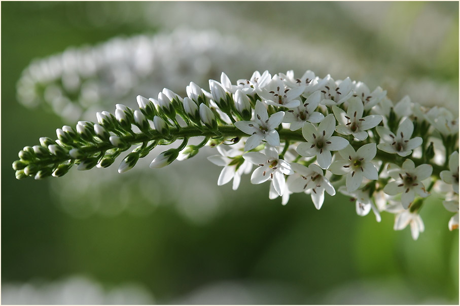 Schneefelberich (Lysimachia clethroides)