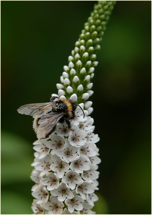 Hummel am Schneefelberich (Lysimachia clethroides)