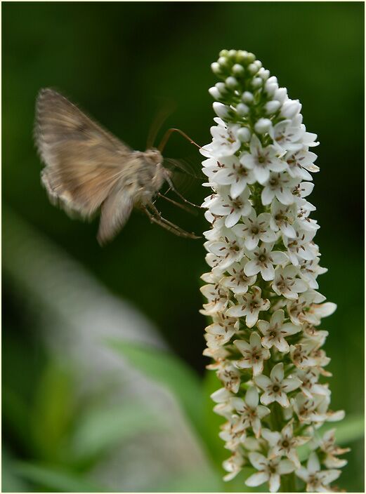 Gammaeule am Schneefelberich (Lysimachia clethroides)