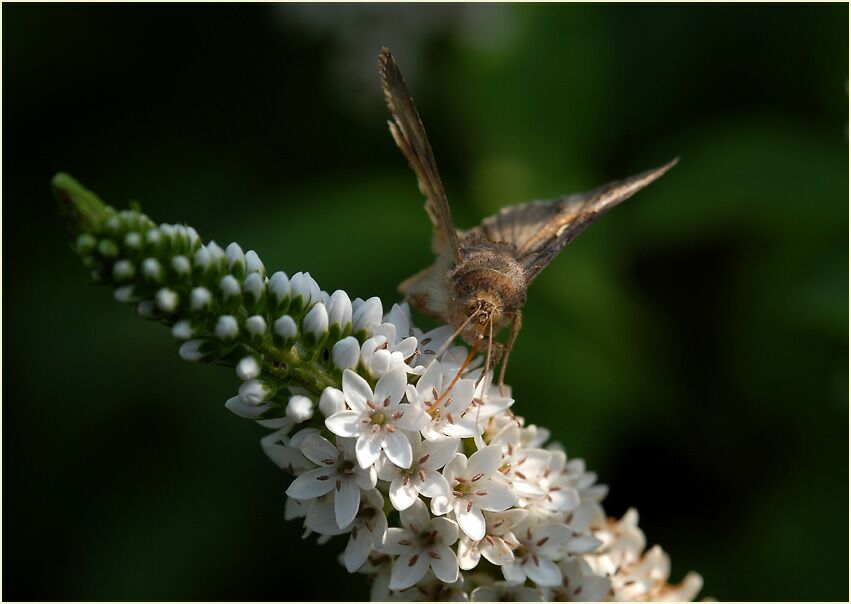 Gammaeule am Schneefelberich (Lysimachia clethroides)