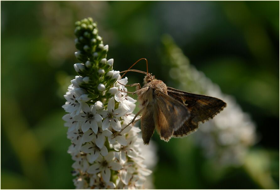 Gammaeule am Schneefelberich (Lysimachia clethroides)