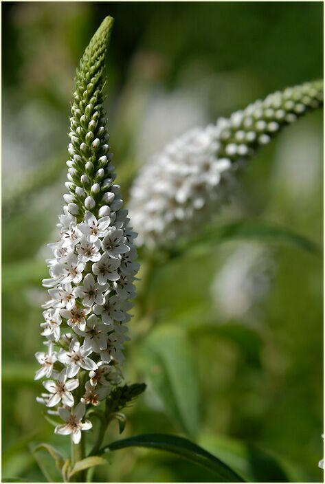 Schneefelberich (Lysimachia clethroides)