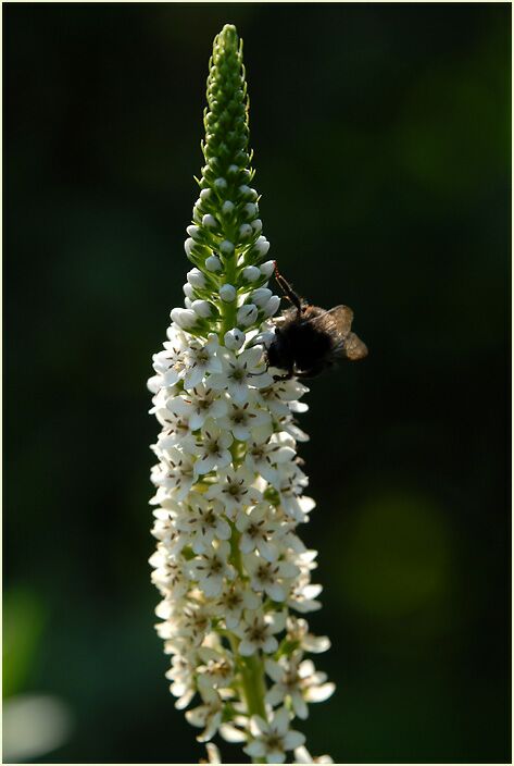 Schneefelberich (Lysimachia clethroides)