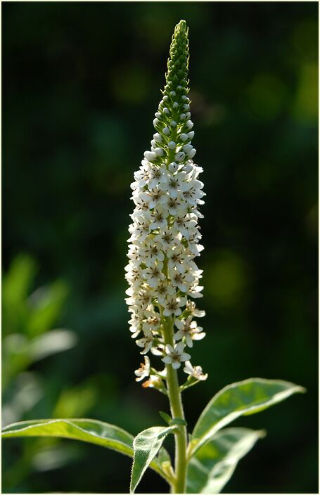 Schneefelberich (Lysimachia clethroides)