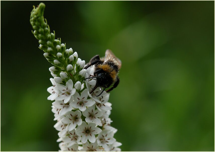 Schneefelberich (Lysimachia clethroides)