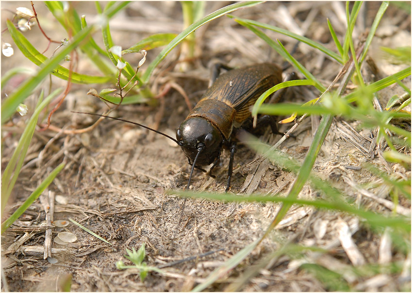Feldgrille (Gryllus campestris)